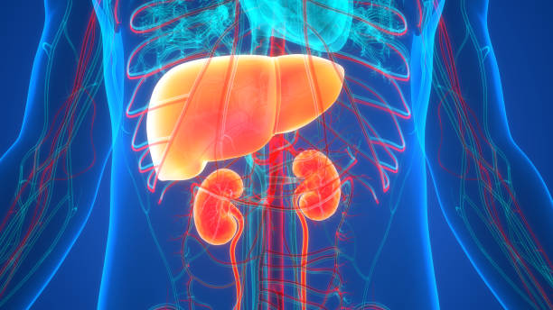 Kidney, Liver, and Bladder